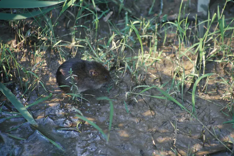 Vole moving through grass in a Middle Tennessee lawn